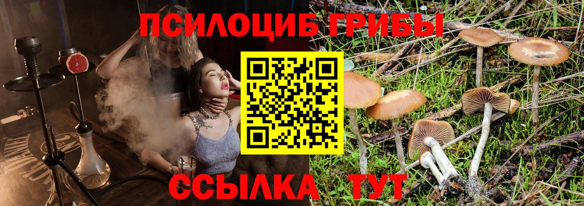 Псилоцибиновые грибы Psilocybe Камышлов